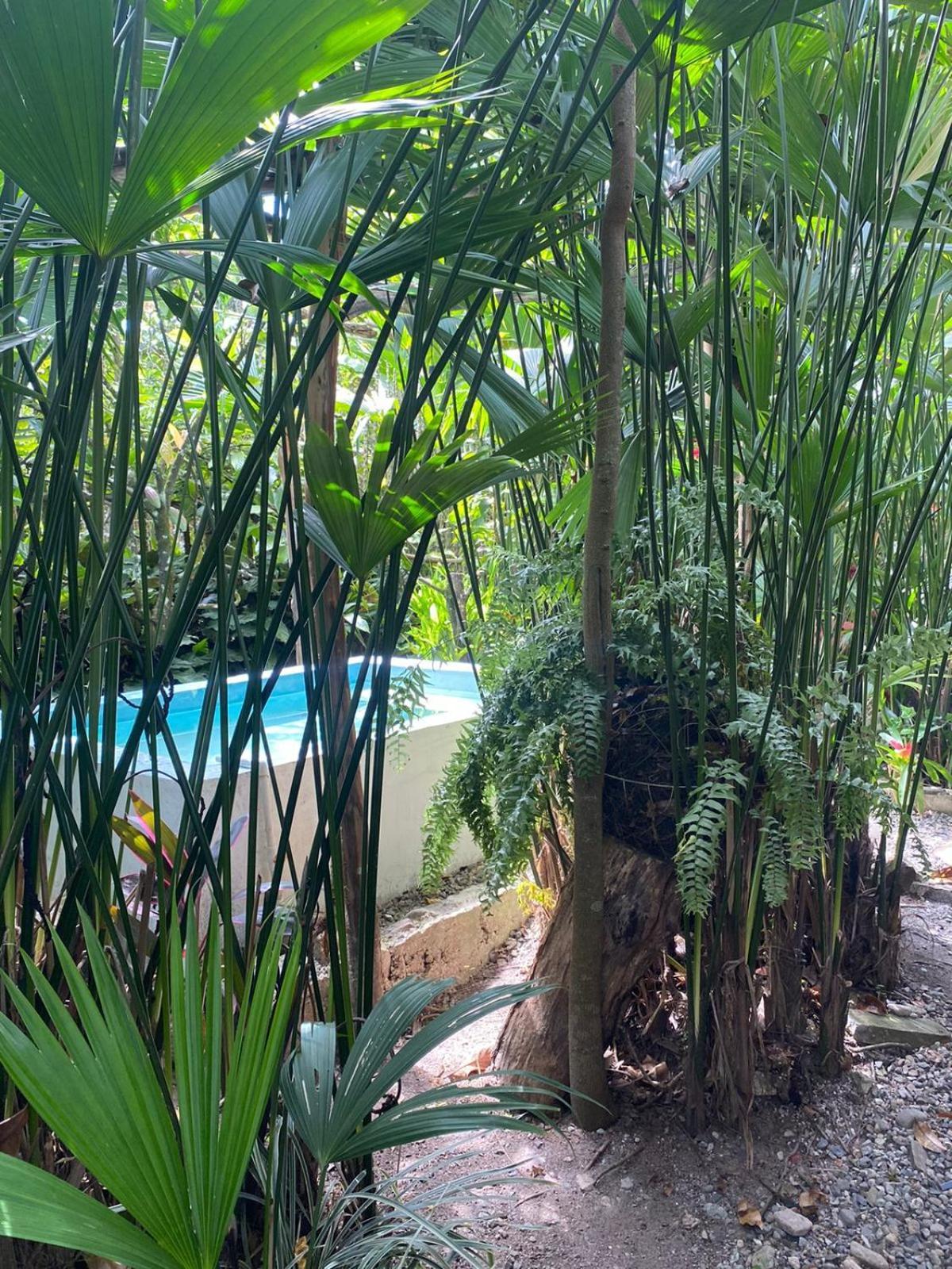 Villa Sonia Eco-Hostel Gigante Exterior photo